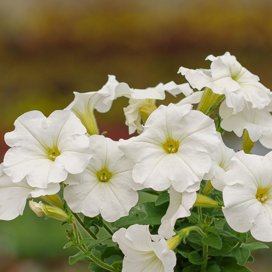 Petunia – Ray White – 4.5″ Pot